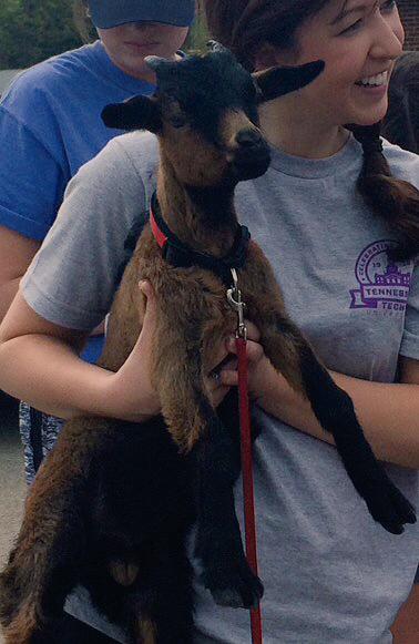 Rangerthegoat's tweet photo. When you're with your side chick and see your main goat drive by #thesegoatsaintloyal #goatlife http://t.co/6suw5zsKxG