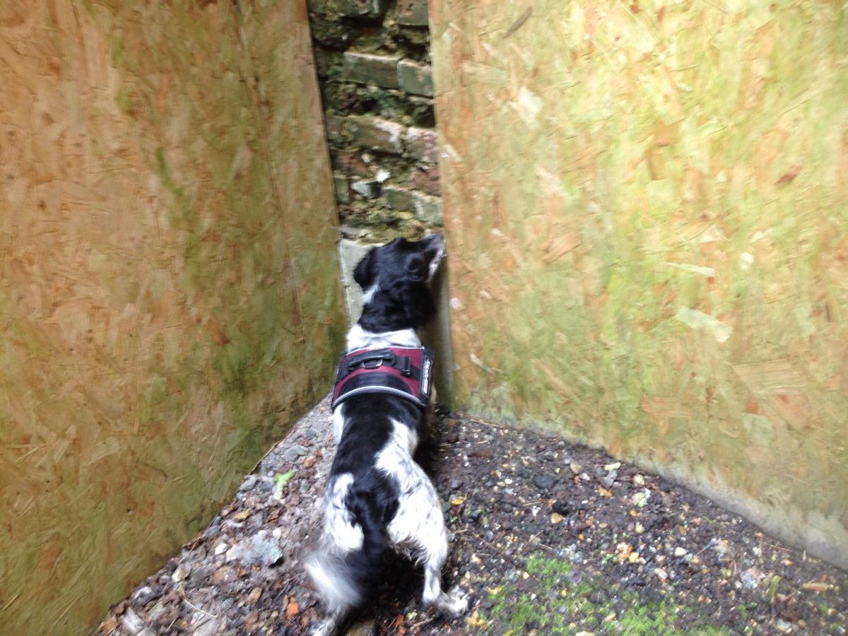 K9Lessons1's tweet image. HFRs Fire Dog Millie indicating flammable substance to handler Andy during training today with K9 Lessons