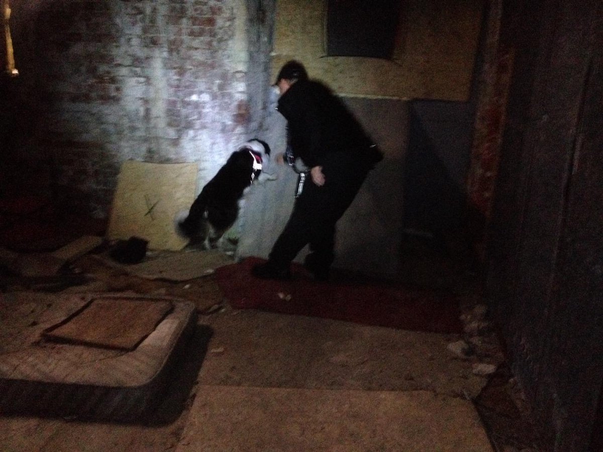 K9Lessons1's tweet image. HFR dog team Sean/Harvey in action at Fort Widley searching for signs of flammable liquids hidden by K9 lessons