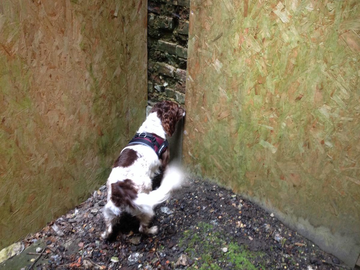 K9Lessons1's tweet image. HFR fire dog Ruby indicates flammable substances to handler Sean during training with K9 lessons today