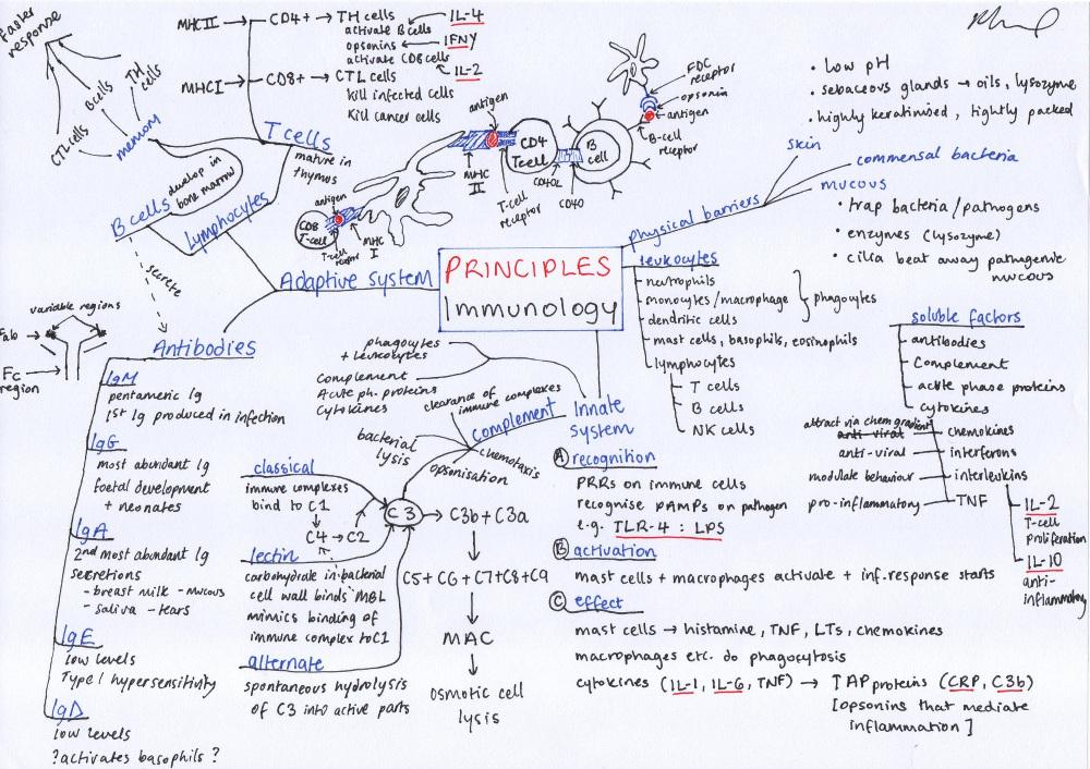 Meducation's tweet photo. We posted this earlier but wow, people really are loving this Immunology Principles Mindmap! https://t.co/DiJ82Ybe7V http://t.co/69Ss7We62L