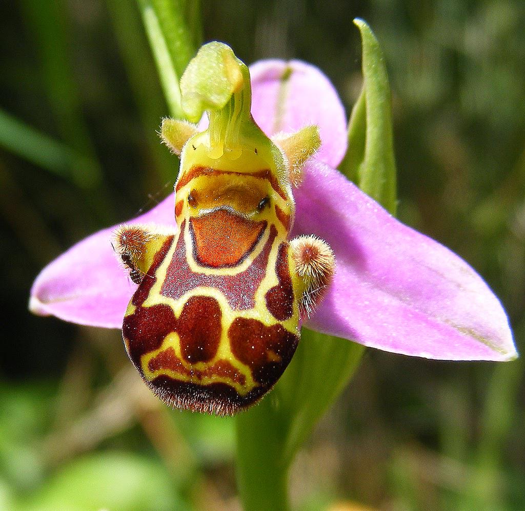 NaturalezaVital's tweet photo. Curiosa flor con cara de animal «descubre la orquídea abeja» http://t.co/pYRKIRWiLh http://t.co/6Ilz5IoBpQ