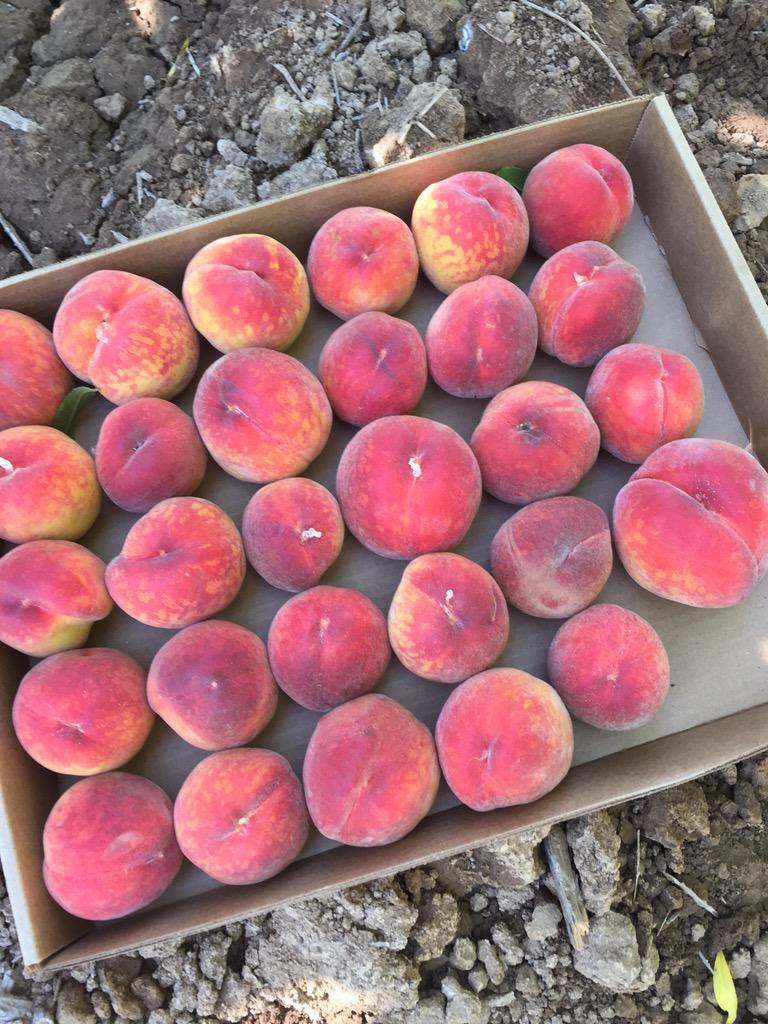 Schnepf_Farms's tweet image. #Peachlovers, guess what's coming your way? Our #organic peaches are being delivered to all @ajsfinefoods right now!