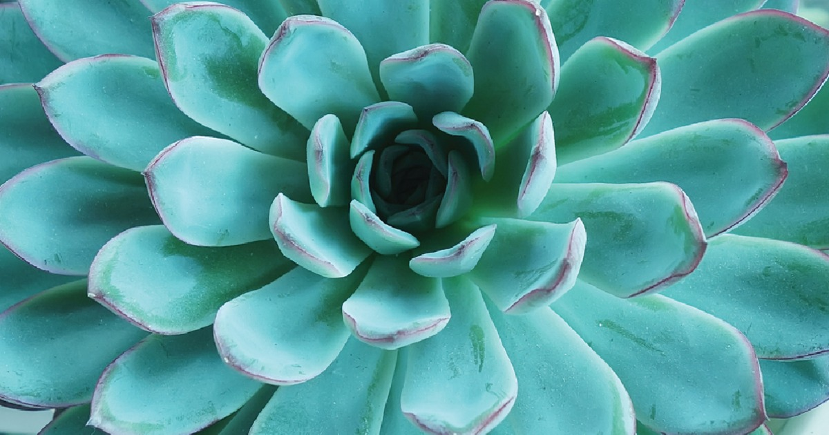 BrookSeaman's tweet photo. This Mother's Day, get mom a gift that will last. 5 plants she will love: https://t.co/fQRLHSxzKQ http://t.co/3L5YfxKvBy