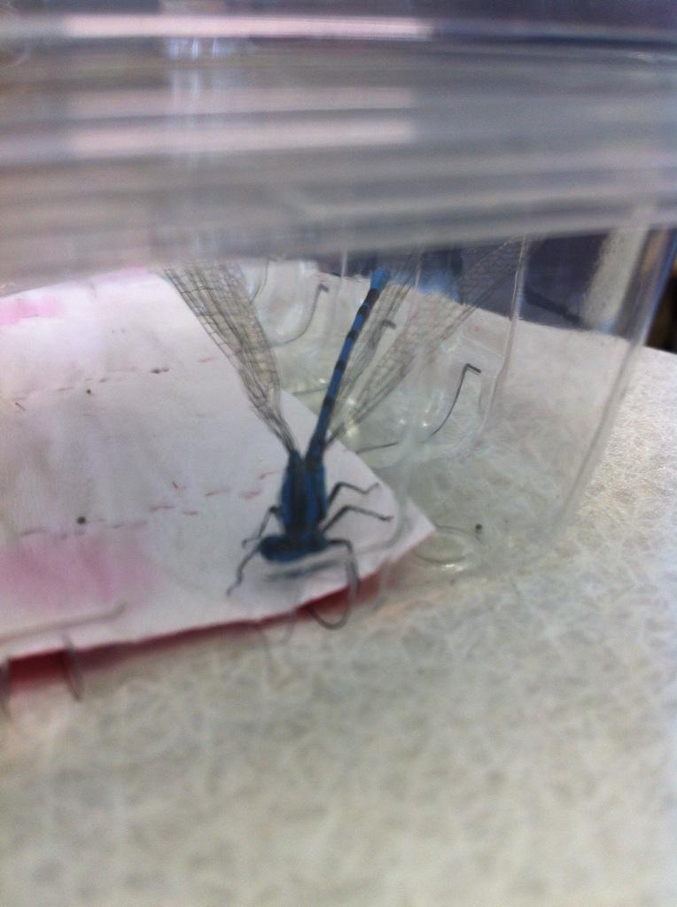 mckellar_rowan's tweet photo. This is the dragonfly we caught! http://t.co/ZXu83XOc7Z