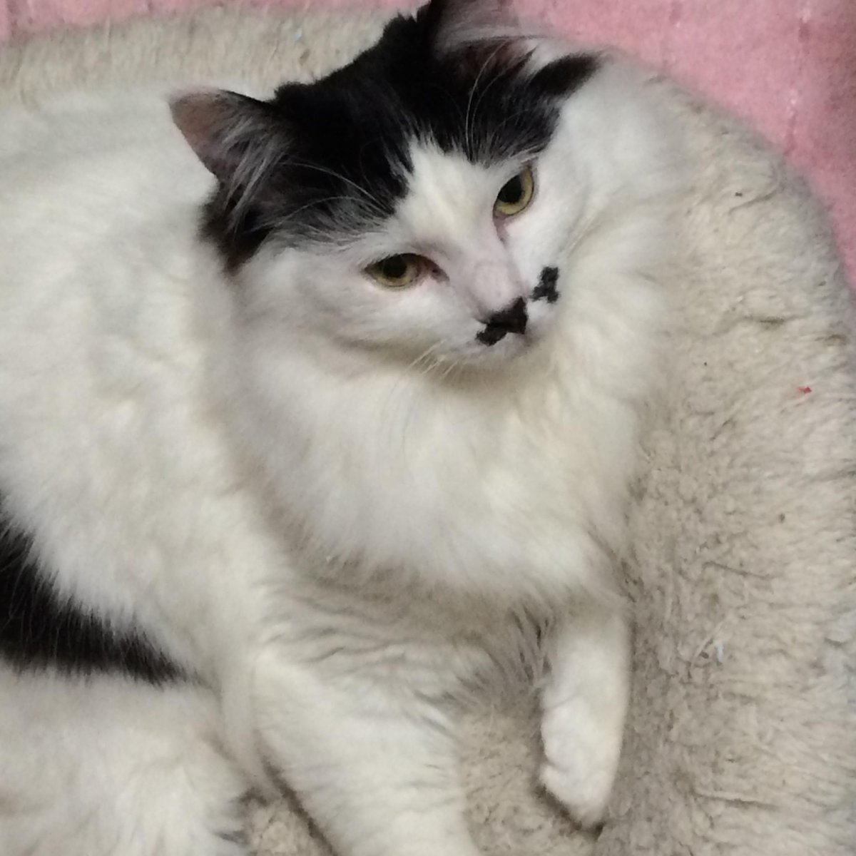 三重県里親募集 hashtag on Twitter