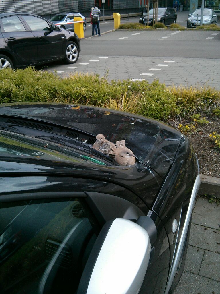 sm_odie's tweet photo. Lasst euer Auto niemals zu lange auf dem Parkplatz der #effha stehen. @fhkoeln @SebiZwitschert @denjaee @alexdobry http://t.co/eAm5G5XsIT