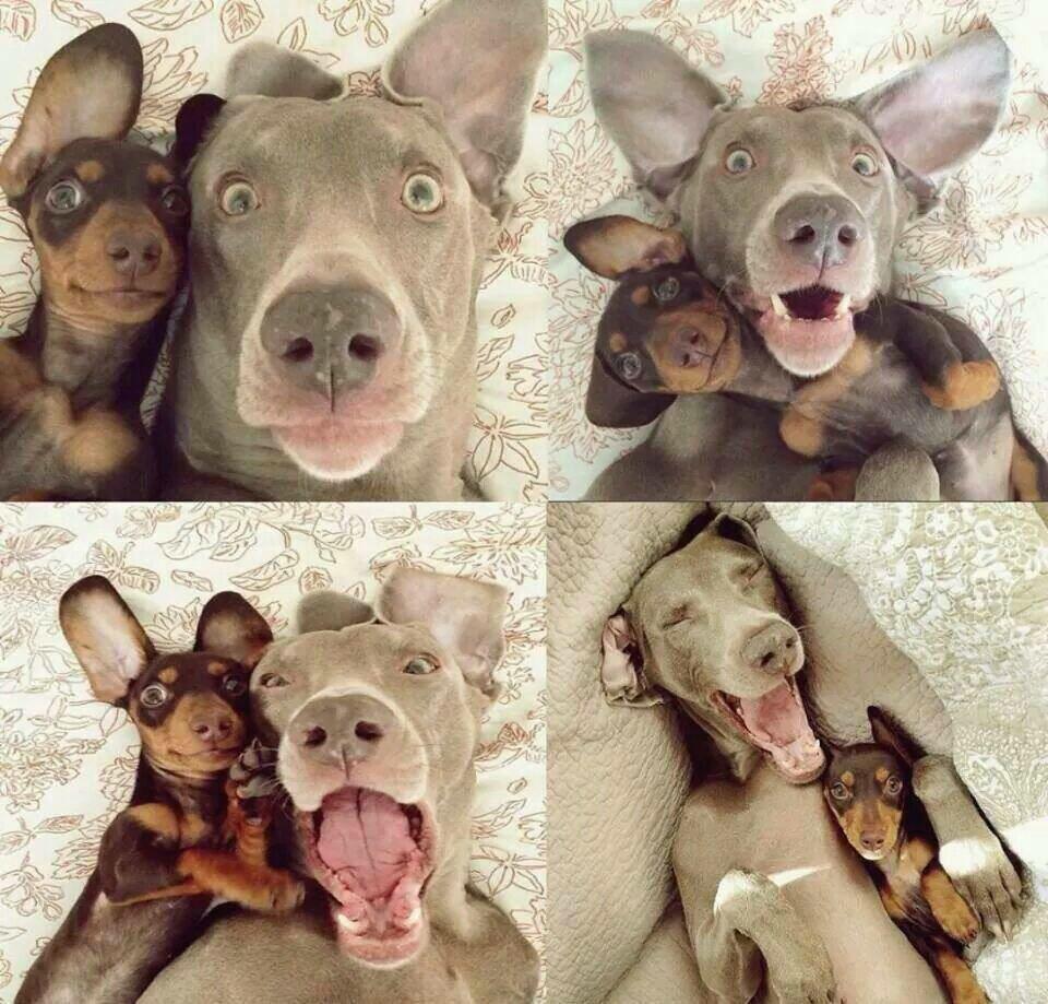 GrupoMassAr's tweet photo. ¡Feliz día a nuestros queridos y divertidos animales! #FelizDiaDelAnimal http://t.co/kLpNiGbMig