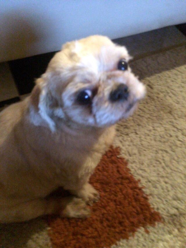 karinal30's tweet photo. #MiMascotaC5N http://t.co/vSvwOgUu8b
