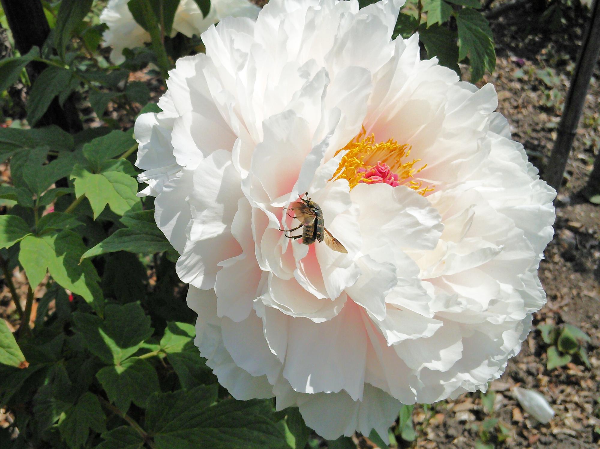 逆名 お茶屋敷 6 牡丹蘂深く分け出づる蜂の名残かな 芭蕉 虫もたくさんいました 姿は見えなくても花蘂がもごもごしてたりとか Http T Co Pjhjbbju24 Twitter