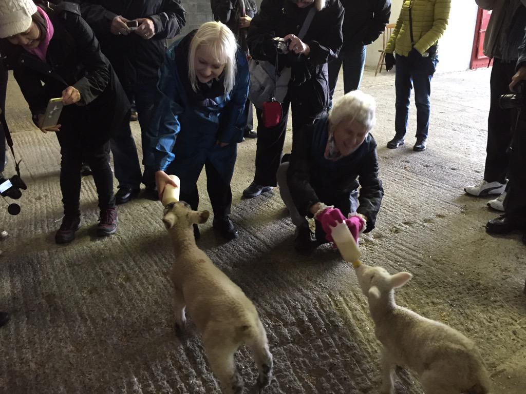 InsightShona's tweet image. Guests having fun feeding the lambs at RATHBAUN Farm. A great experience on Our Irish Elegance tour #InsightMoments