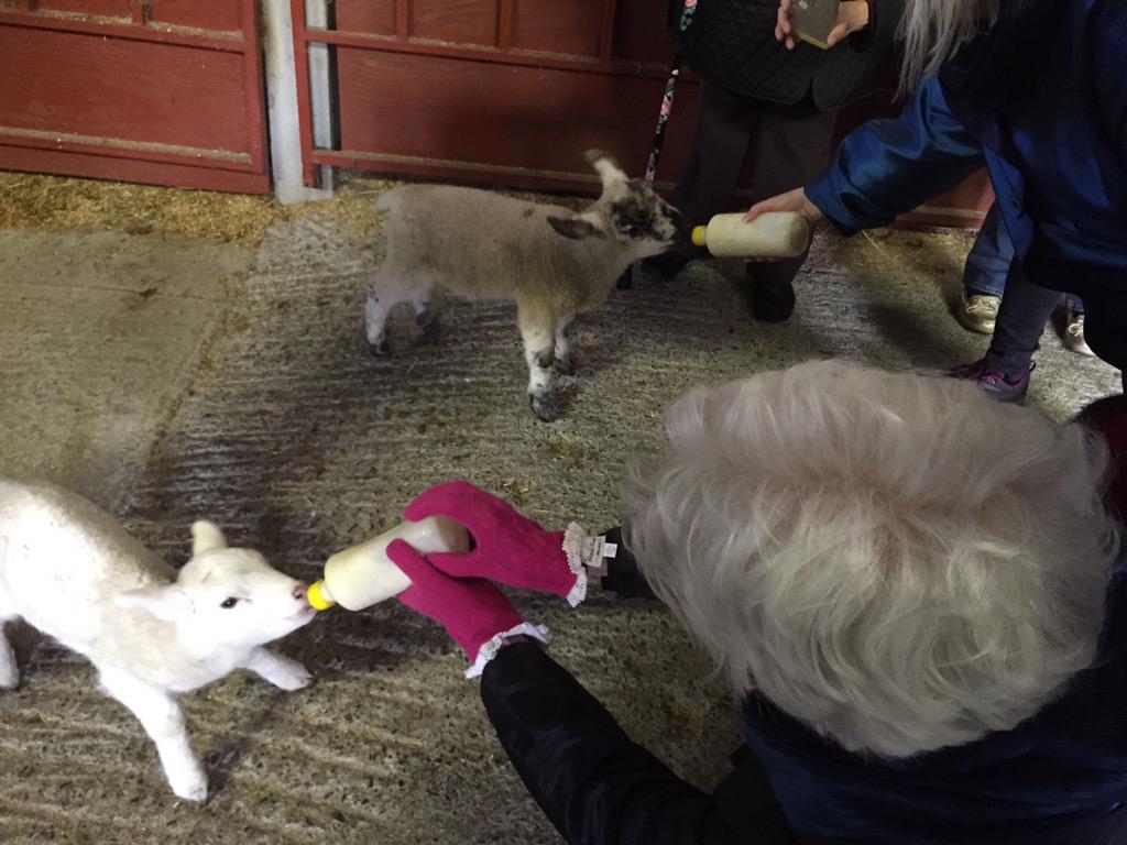 InsightShona's tweet image. Guests having fun feeding the lambs at RATHBAUN Farm. A great experience on Our Irish Elegance tour #InsightMoments