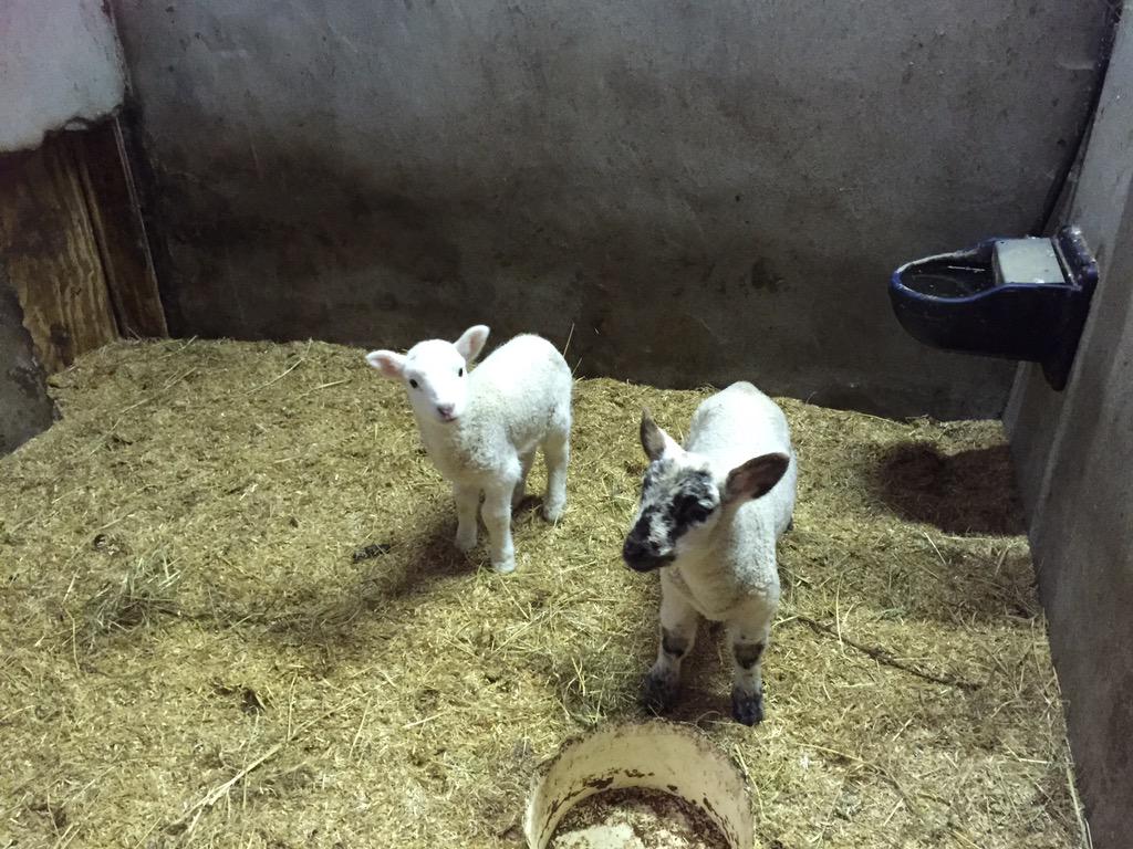 InsightShona's tweet image. Guests having fun feeding the lambs at RATHBAUN Farm. A great experience on Our Irish Elegance tour #InsightMoments