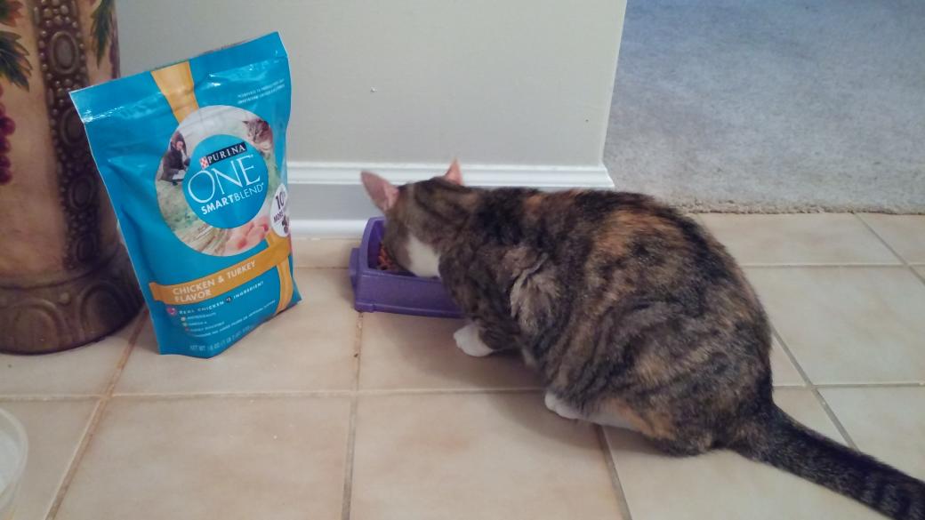 BabyfaceBella's tweet photo. @PurinaONEcat @Influenster Ivy just loves her new Purina One which I got 4 free from Influenster! #ONEswitch #contest http://t.co/Qd3QODdaaC