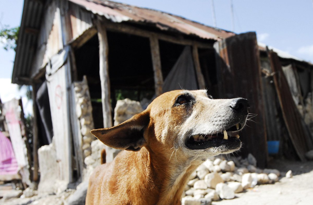 MoveTheWorldUS's tweet photo. Our #disaster team is deploying to #Nepal to provide urgent relief for animals. Please help: http://t.co/thtaoa2vjJ http://t.co/4wgjbTQObu