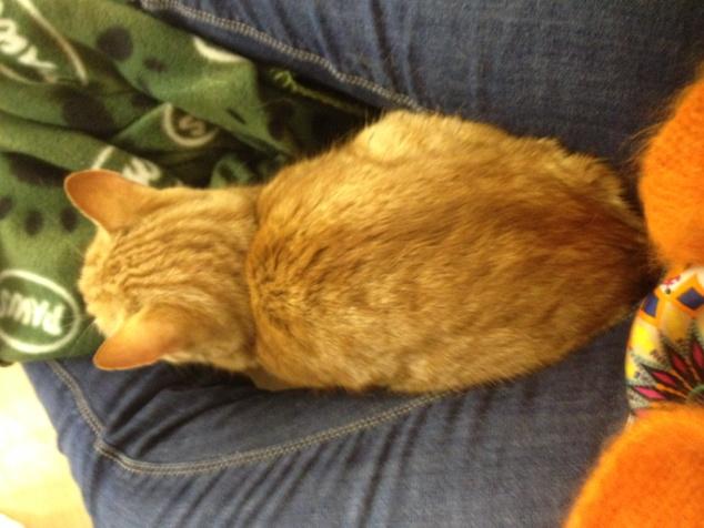 TreacleTory's tweet image. Fergus being such a good boy today. Love u ginge xxx #CatCasting #ShowCat #O2HappyCat xxx