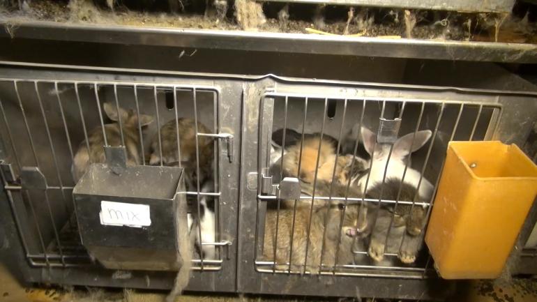 peta's tweet photo. WARNING: If you buy animals from stores, THIS is what you make them suffer through.

PHOTOS: http://t.co/7ZS3DyKe3o http://t.co/QyDjOPEPPl