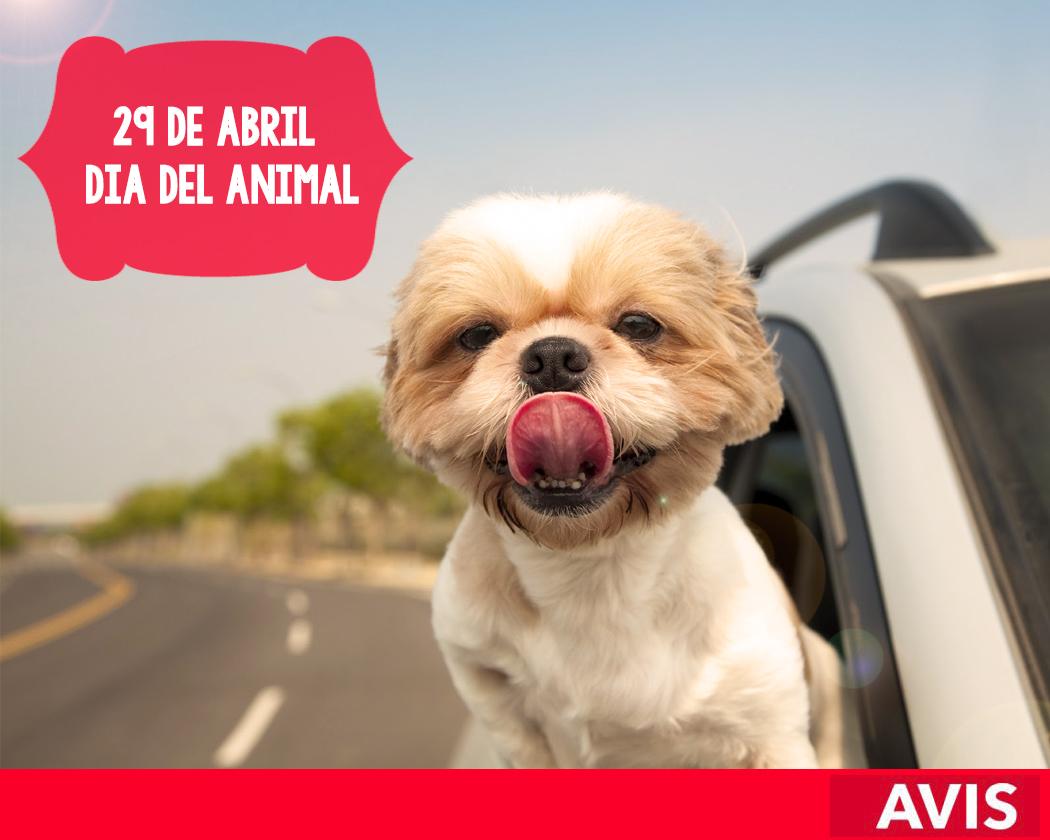 Avis Rentar tweet media