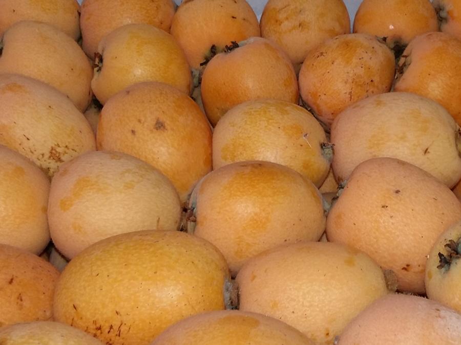 TCFruits's tweet photo. Comenzamos la temporada del níspero nacional!!!! http://t.co/28HgsepcY8