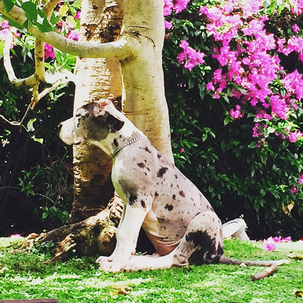 alexoficial's tweet photo. Les presento al nuevo integrante de la familia: Kalum!! http://t.co/91ZEWzIzgA