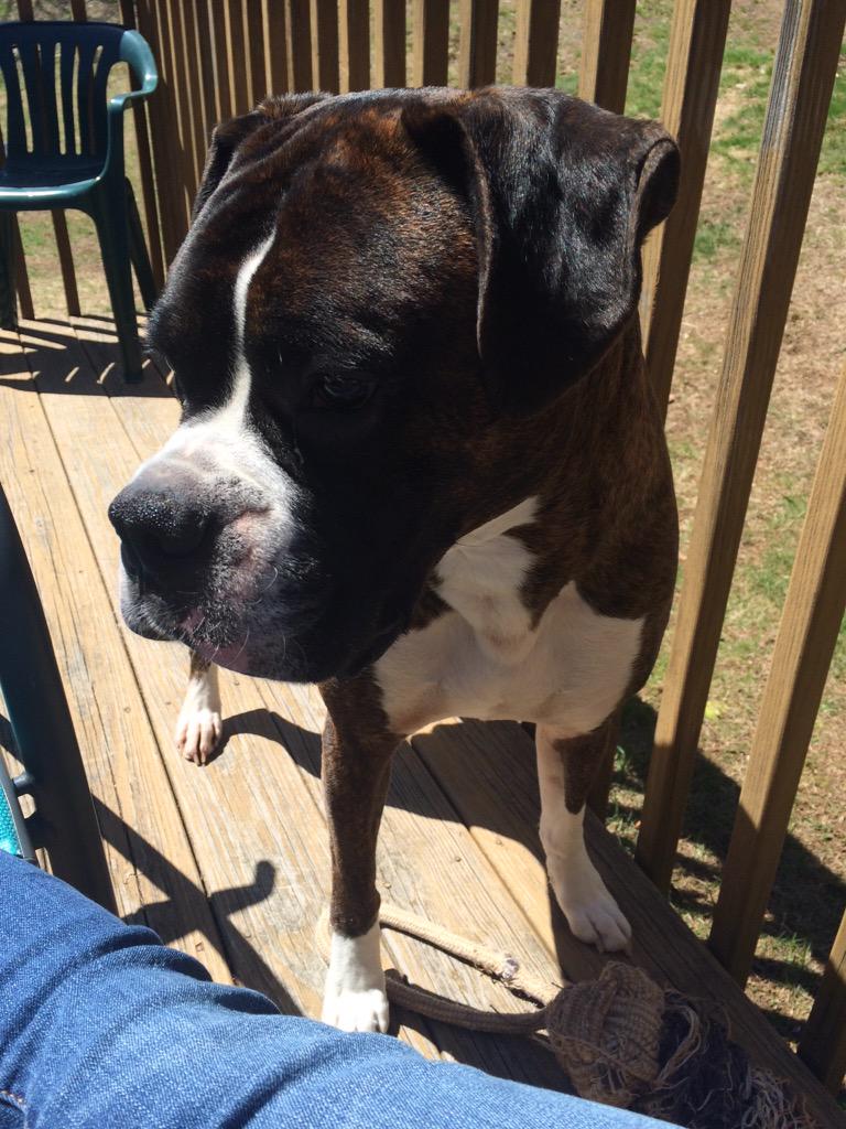 beaudstheboxer's tweet photo. It's another great day #Boxer #BoxerLover #boxersofinstagram #BoxerBreed #boxerdogs #sunnyweather http://t.co/Ey2XmUpie2
