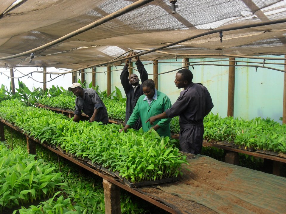 jkuates's tweet photo. Tissue Culture Banana seedlings.........JKUAT Enterprises,Main campus Juja http://t.co/7rLXUO0hNF