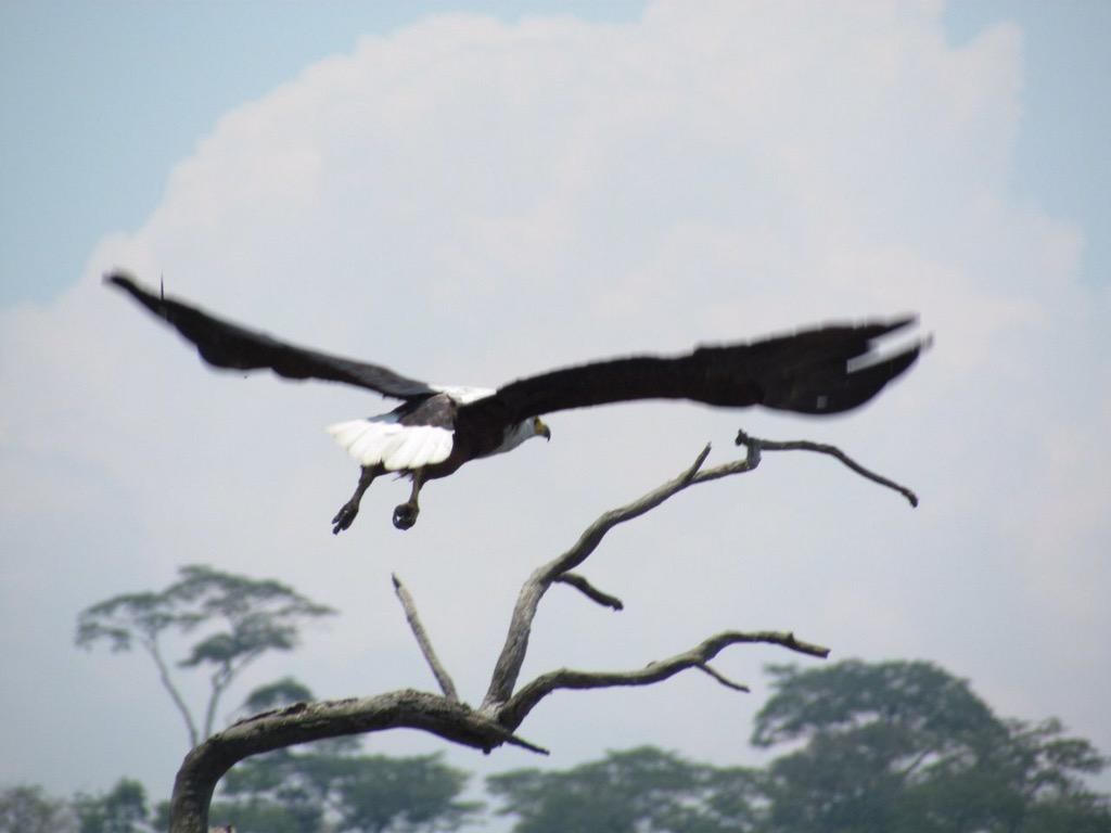 _onlikes's tweet photo. Africa experiences http://t.co/DrFG7tGcdo