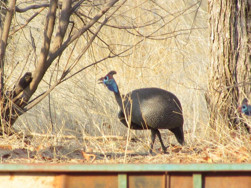 _onlikes's tweet photo. African Birds http://t.co/O4foCcpEBh