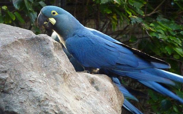 LivingBrazil's tweet photo. A real life #BlueMacaw like out of the #RioMovie #BrazilBirds #RareAnimals http://t.co/PBnXbpSsPt http://t.co/1UyLBPvjAw