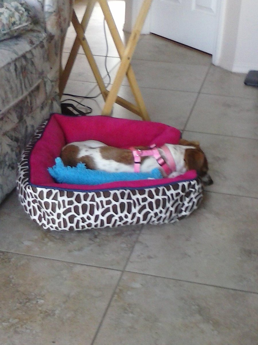 TainoQueen89's tweet photo. @AshleyPurdy @AndyBVB @JakePittsBVB Pearl in her new dog bed, courtesy of @bretmichaels &amp; @PetSmart! #dogsofrock #BVB http://t.co/jQzoWXZD0o