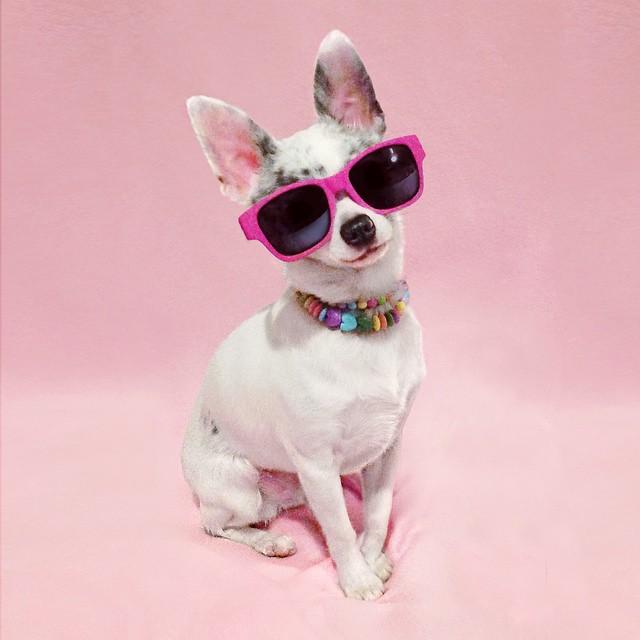 pixieandblitz's tweet image. RT @sarahzimmies: Can't believe this little bean turns 2 today! #birthdaygirl #theygrowupsofast