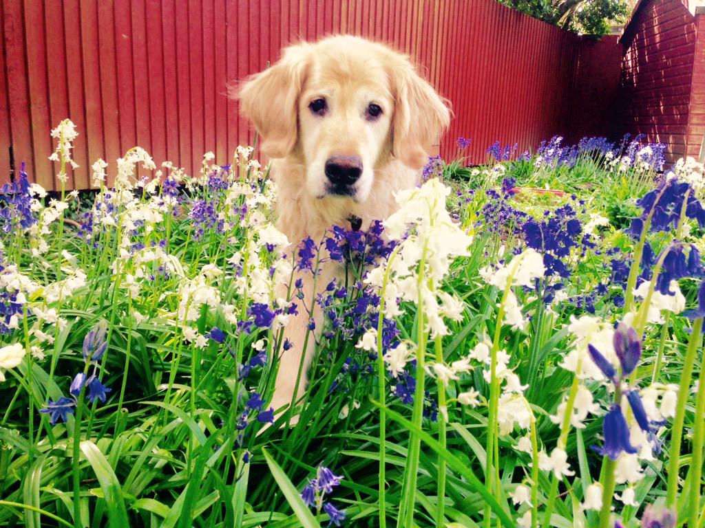 dogwalkcardiff's tweet photo. Meet Andy our newest recruit, a 14yr old retired Guide Dog. Adorable. 🌼#dogboarding #Cardiff http://t.co/ycWgvf07mJ