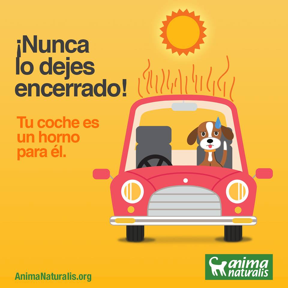 cristianritondo's tweet photo. #FelizDiaDelAnimal  Acompaño campaña y recomiendo esta ONG  ¡Nunca lo dejes encerrado!
Tu coche es un horno para él. http://t.co/uKP4CDlnzJ