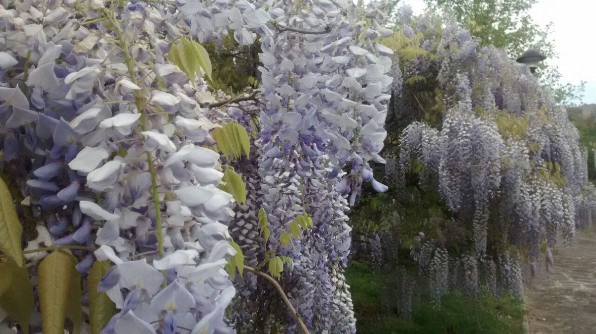 aranzadicd's tweet photo. Qué bonita se nos está poniendo la instalación!! #flores http://t.co/kEQ49UGPm6