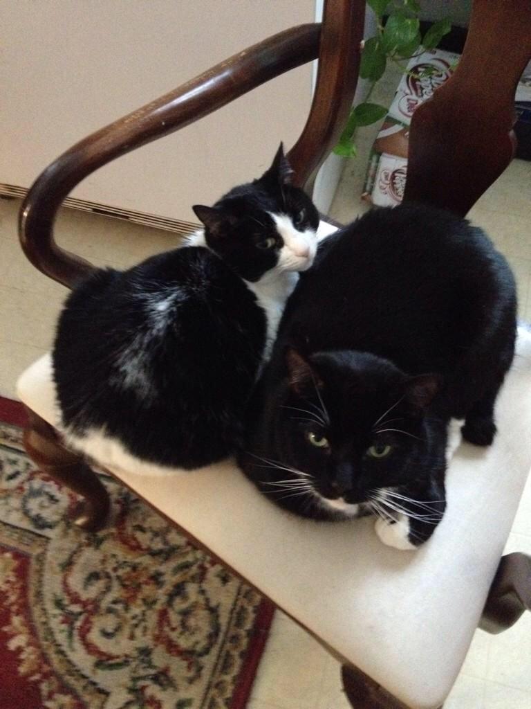 Embedded image permalink