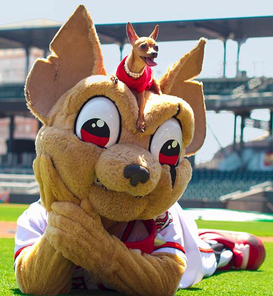 BracketBattles1's tweet photo. Greatest MiLB Mascot
• Round of 32 •
http://t.co/kFMgrPrLvZ

RT ~ Chico (Padres)
Fav ~ Reedy Rip'It (Red Sox) http://t.co/5KyRtyRPGU