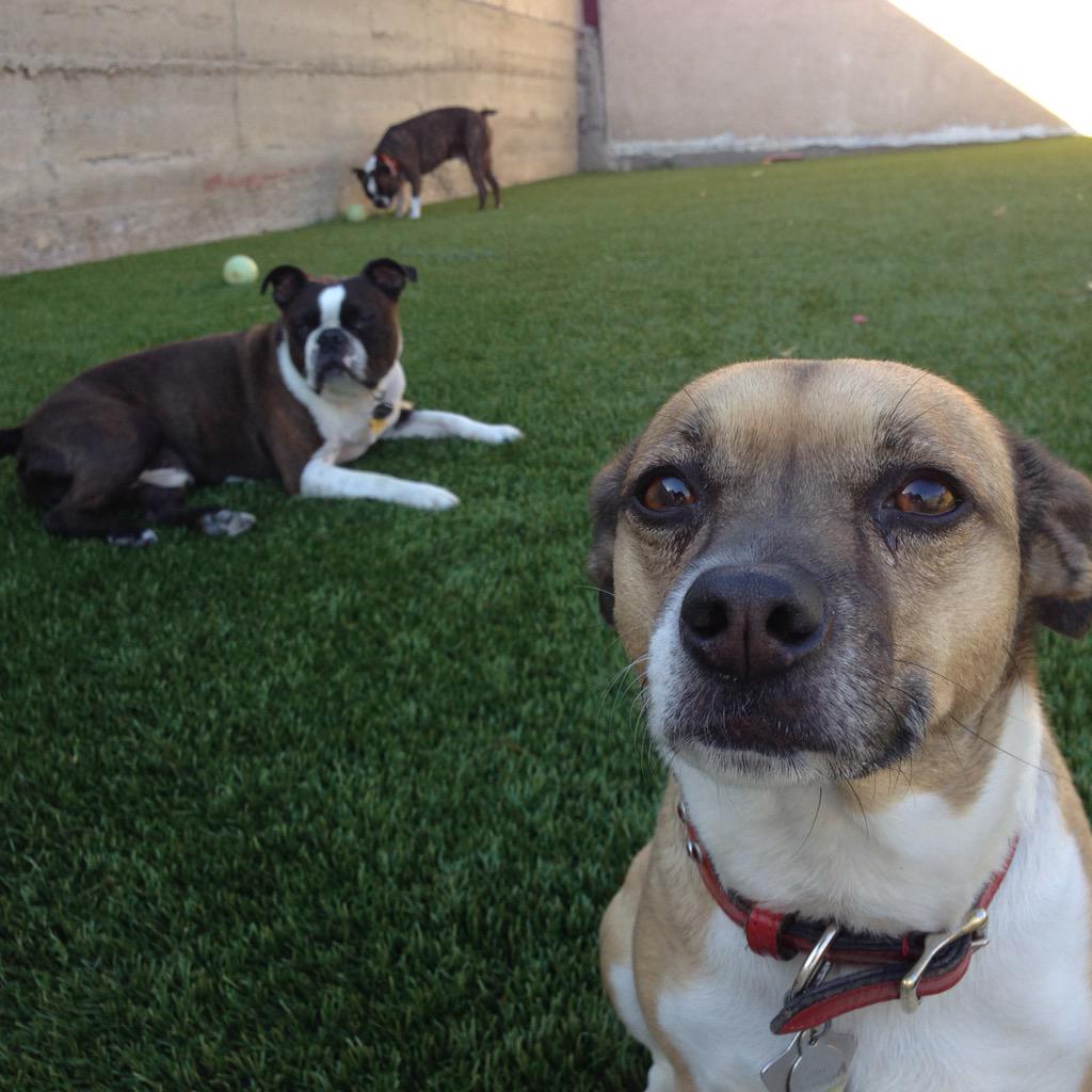 ThePetConcierge's tweet photo. @marinaomi http://t.co/YI4vMbLvuD