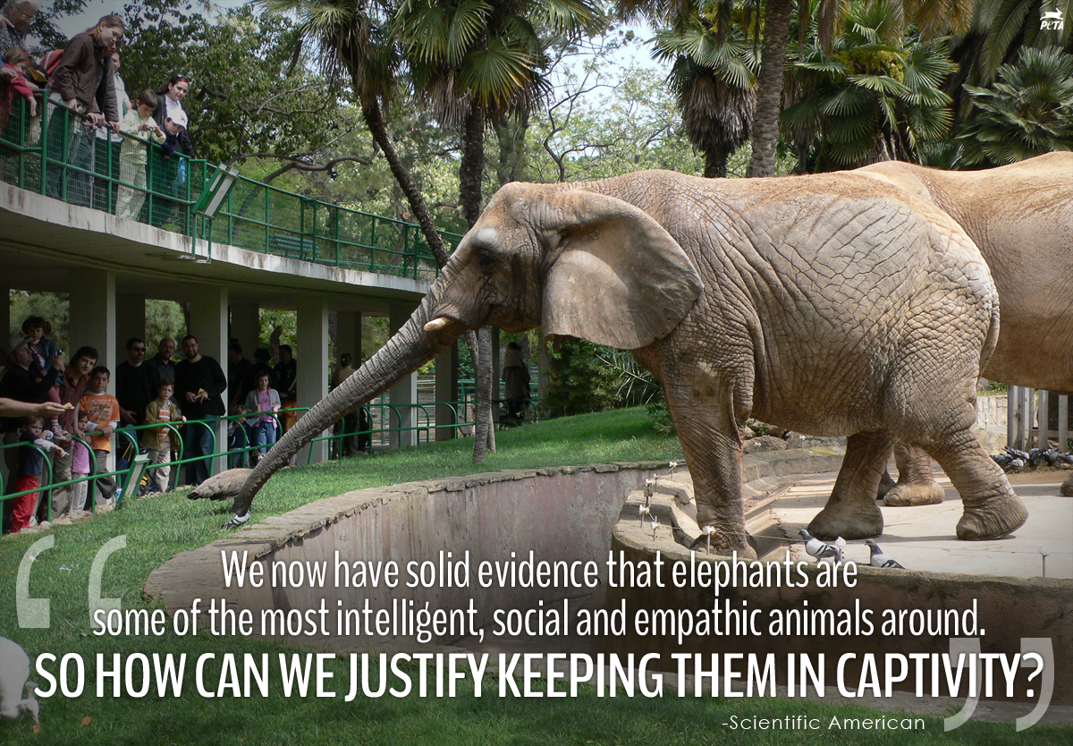PETA on Twitter: PETA on Twitter: