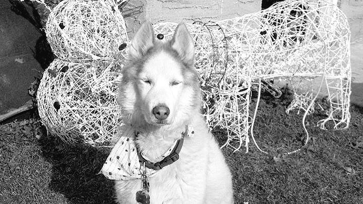 cookie123469's tweet photo. This is my dog in heaven so cute I miss you kodi so much take care of pop pop for me r.i.p http://t.co/3QmWd8H7zt