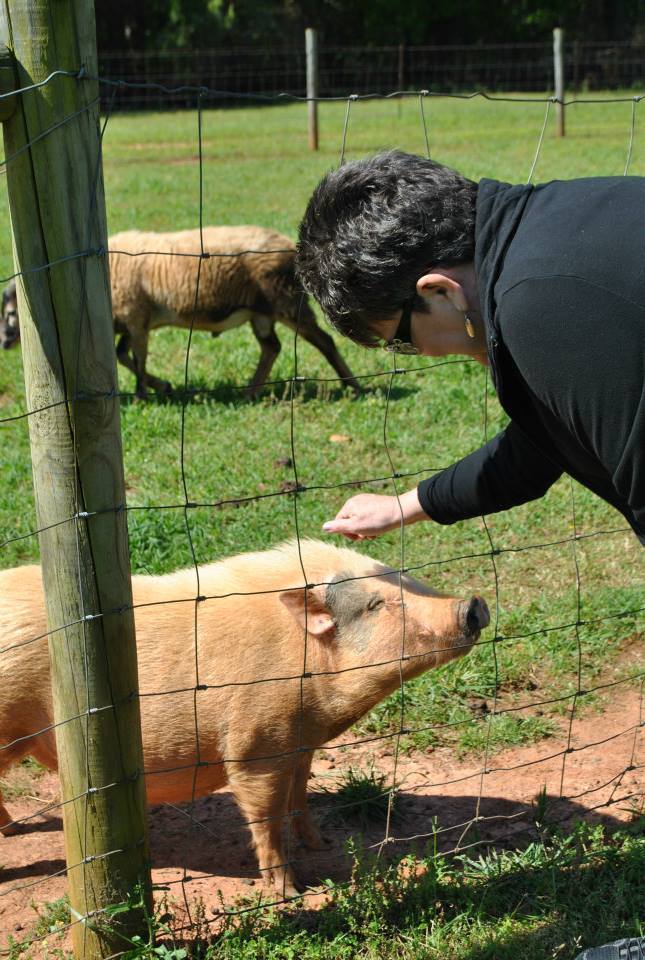I so enjoyed meeting Daisey the pig yesterday. Our next vacation @farmsanctuary  #vegan #animals
