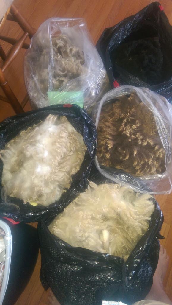 SherryTenney's tweet photo. Getting the fleeces ready for sale and show at Maryland sheep and wool ion Maryland this weekend.A few more to skirt http://t.co/SinNmVsGpz