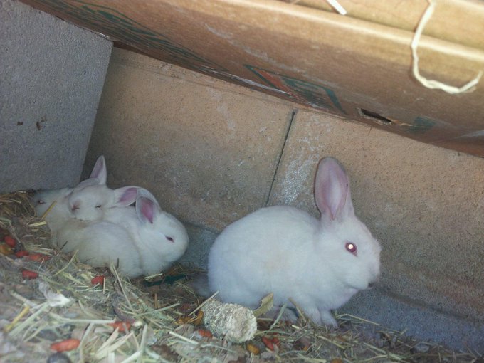 Can't wait for them to get bigger http://t.co/bH3k9PPJ1V<a href="/tag/mvsales"class="tags"><span>#mvsales</span></a>