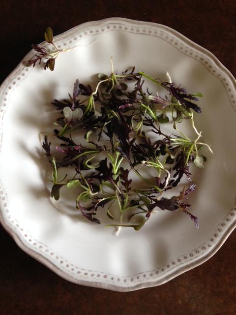 prosserfarm's tweet photo. We're sending over some Ruby Streaks for all of our joints! Let us know if you find them on your plate! #SeattleFood http://t.co/oYaY5BiHHo
