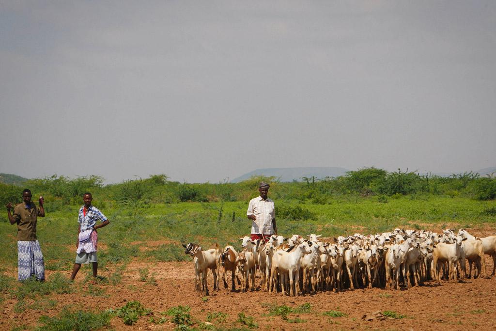 Gobanimodoon's tweet photo. #Somalia registers record export of livestock in 2014 due to trade boost with Gulf States
http://t.co/fLnJVVjEuJ http://t.co/BmQSTXVmoh
