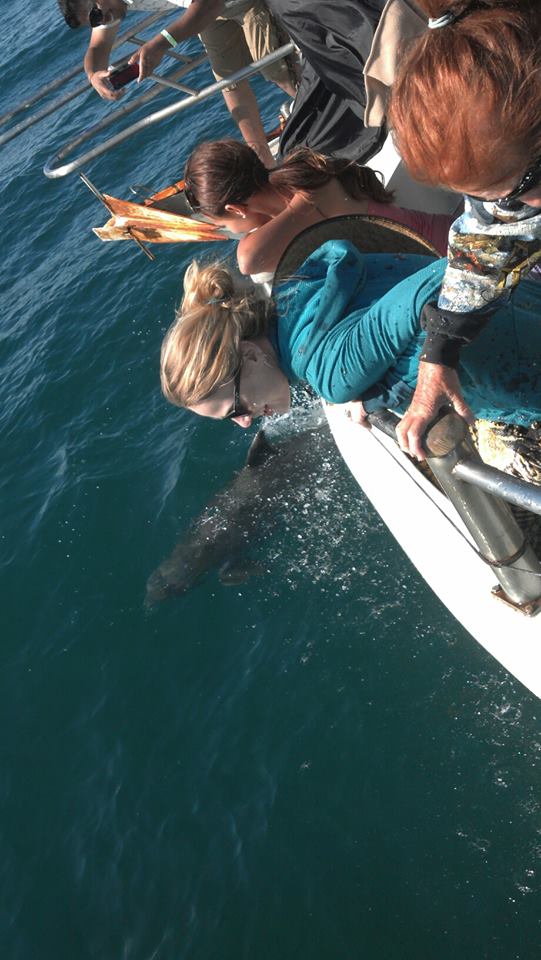ecofuntrips's tweet photo. #elmomentoperfecto #birdisland #islasanjorge #puertopeñasco #sol #sun #advanture #ecofunrentals/facebook http://t.co/BXAEcW69Xe