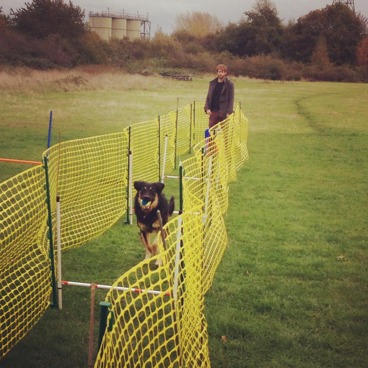 LydiaDogtrainer's tweet photo. Does your dog like fetching balls or toys? Then come &amp; try yr dog at #Flyball at  #Lloydpark dog show Monday 4th May http://t.co/dVkNFbe5JA