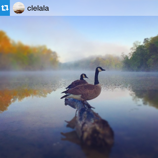 williamandmary's tweet photo. A beautiful misty Monday morning on Matoaka (captured by Instagram's clelala). #wmInSpring http://t.co/D7zzs5bIDf