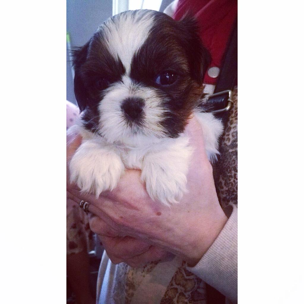 KateHegarty_x's tweet photo. Oh as if I can wait two weeks to get my new little dog 😩🙈🐶😍 http://t.co/3mCbxHYomx