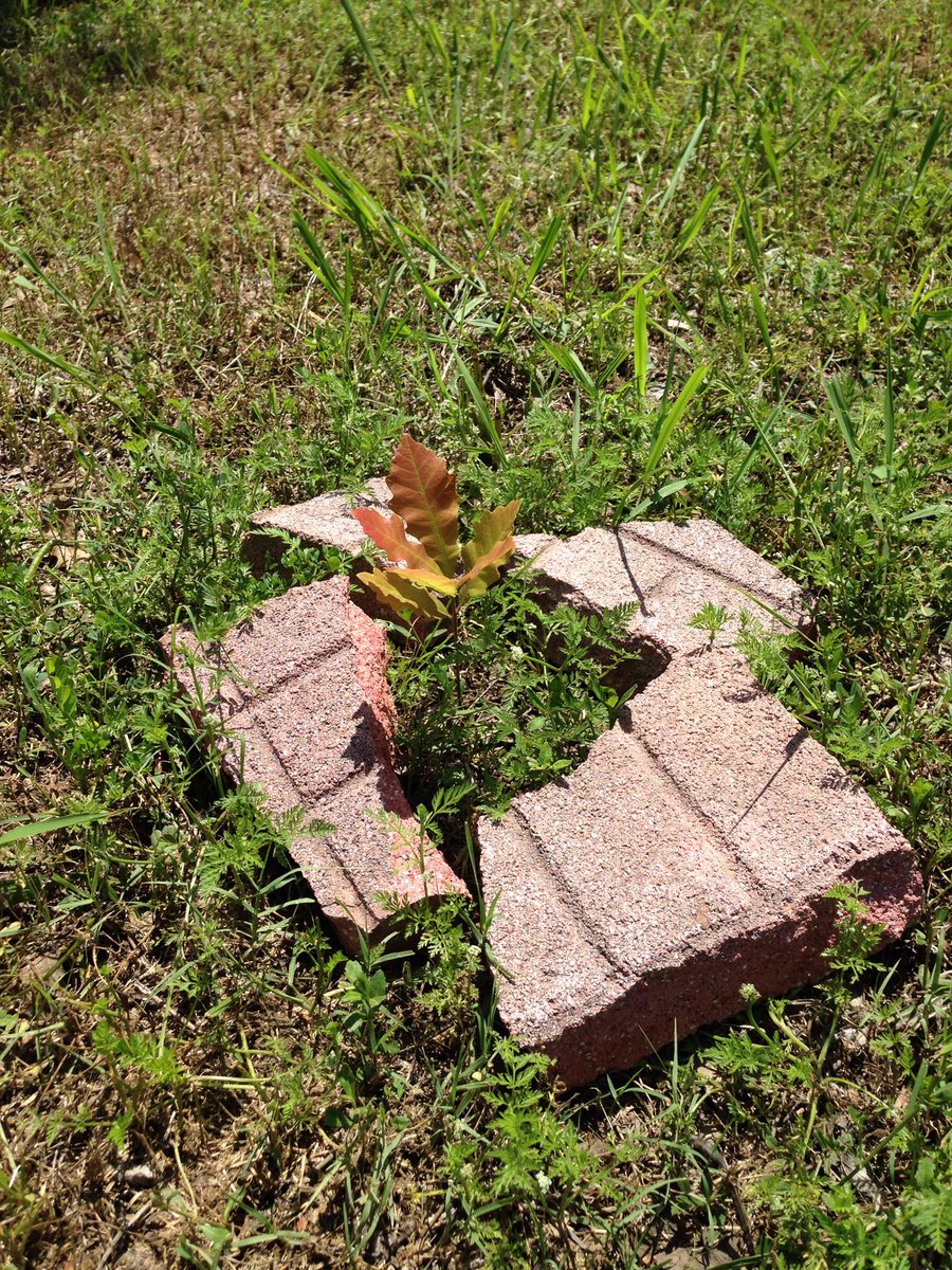 robinannedoyle's tweet photo. Planting trees! #wfaaweather http://t.co/bPcrCHCY35