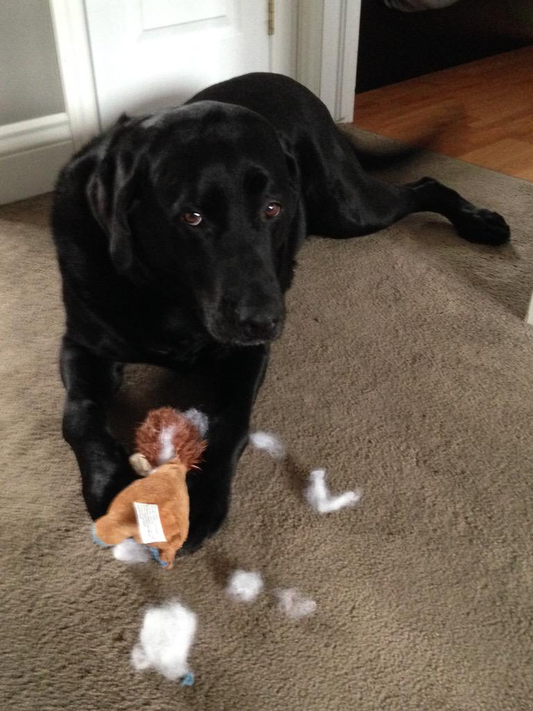 <a href="/Molly_The_Dog1/">Molly The Dog♡</a> Happy Birthday Molly.